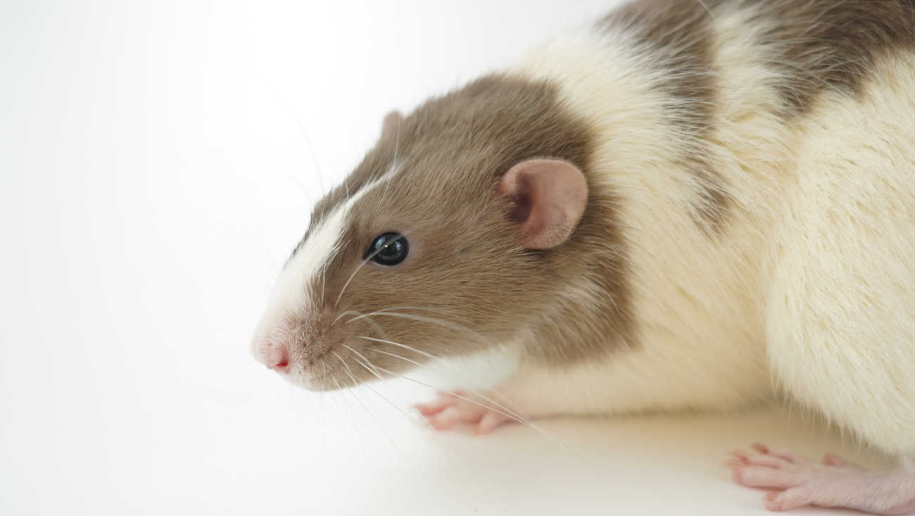 lab rat lab rat