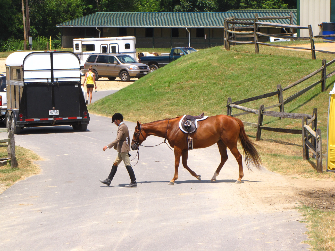 horse horse