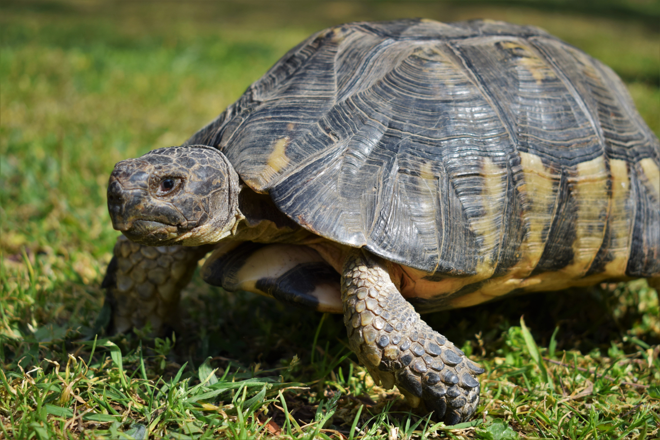 tortoise tortoise