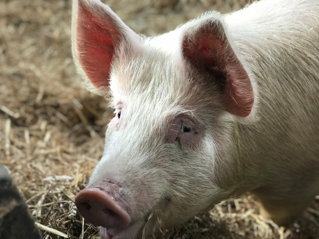 Pig Pig