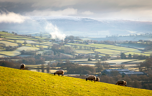 sheep sheep