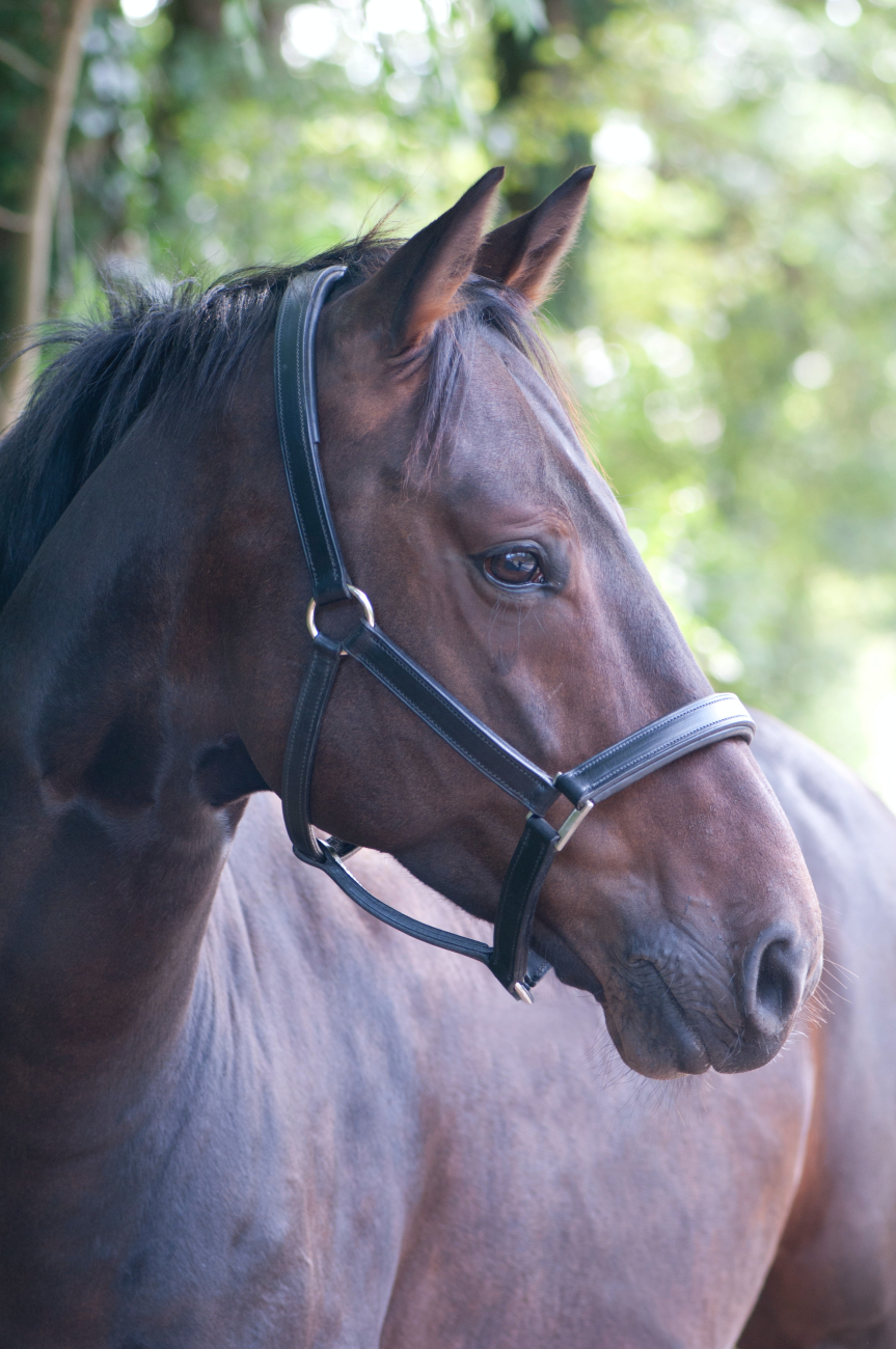 horse horse