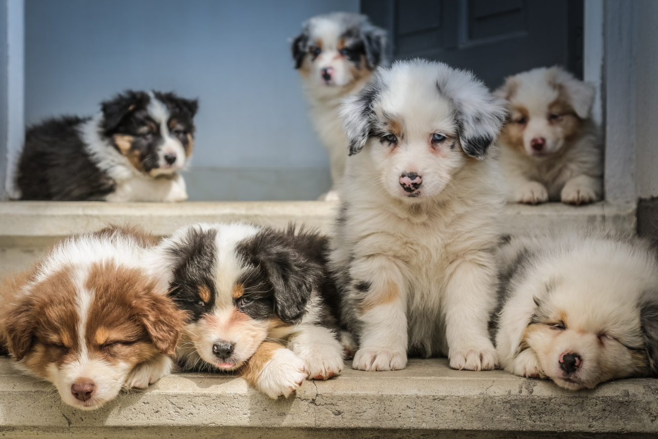 puppies puppies