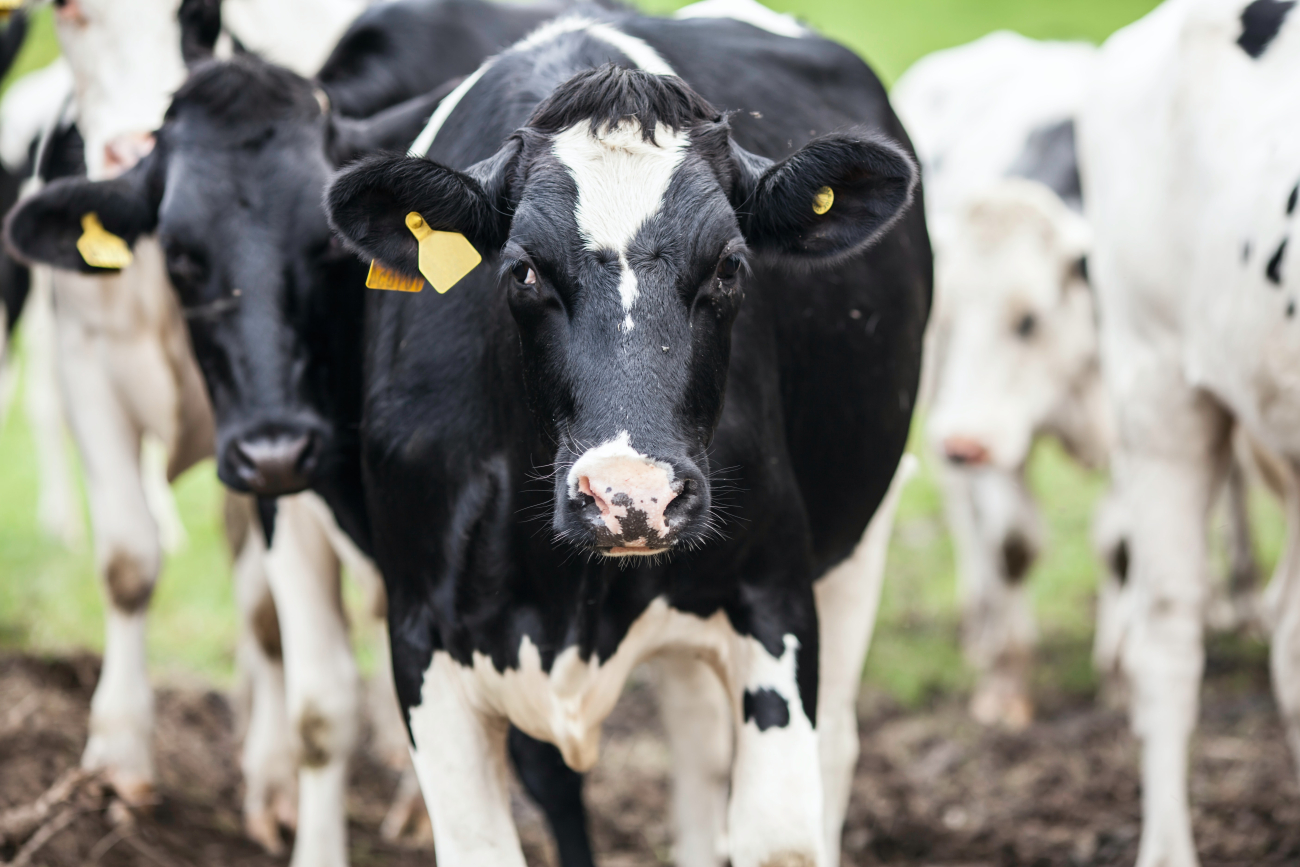 cattle cattle