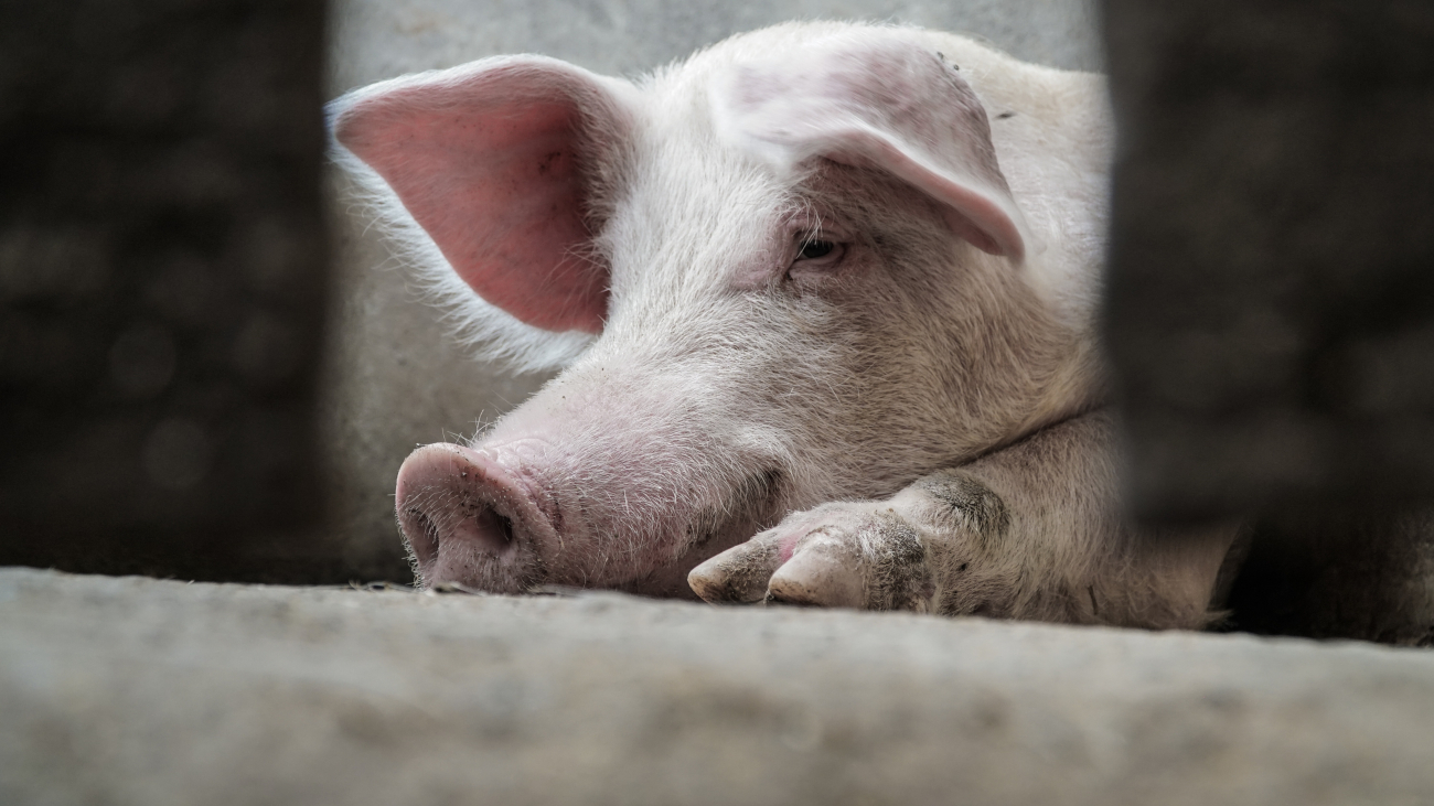 pig pig