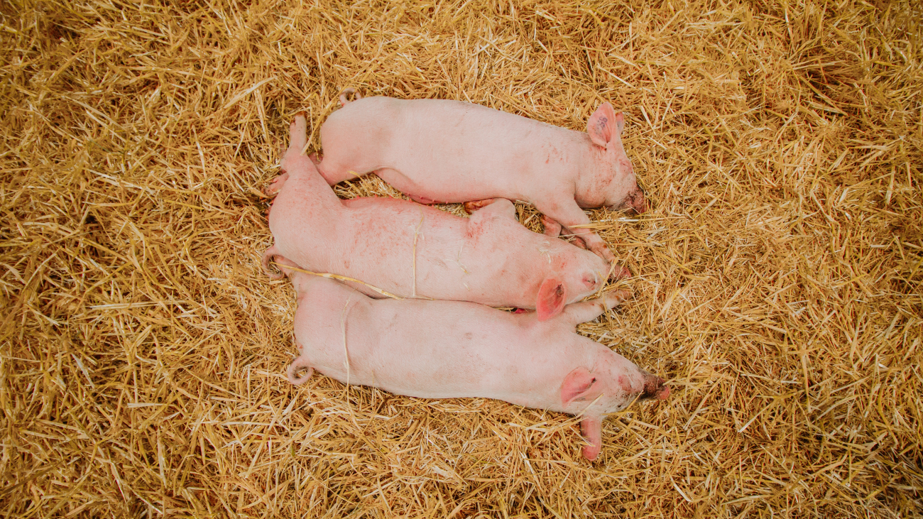 Pigs Pigs