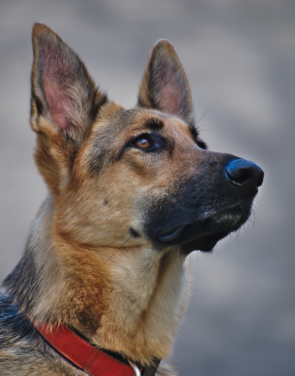 dog ears dog ears