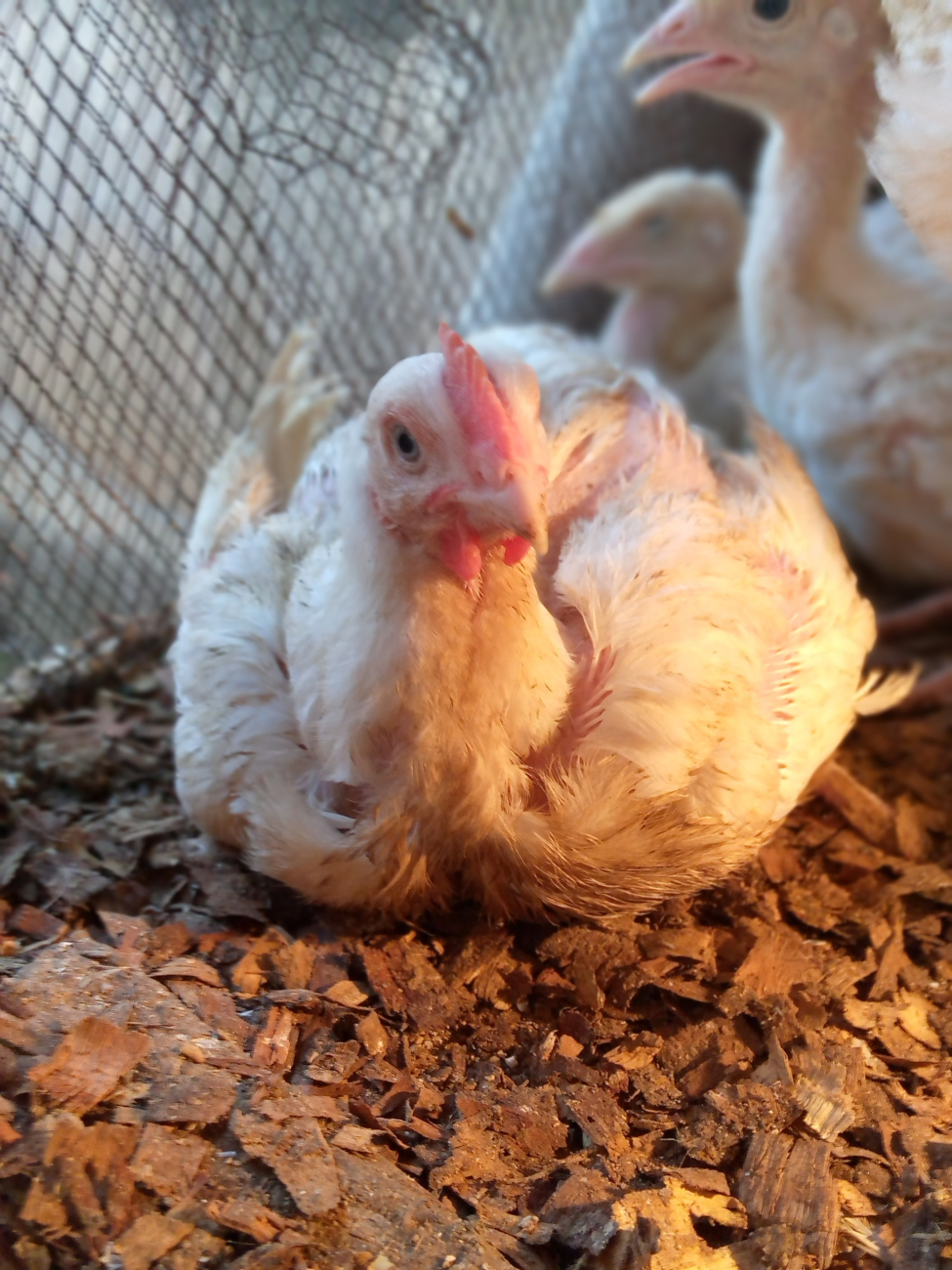 chicken chicken