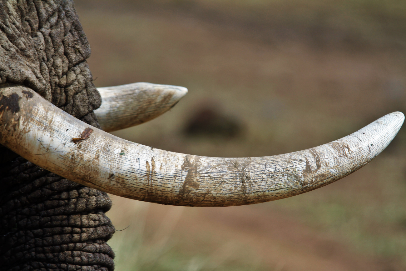 Ivory