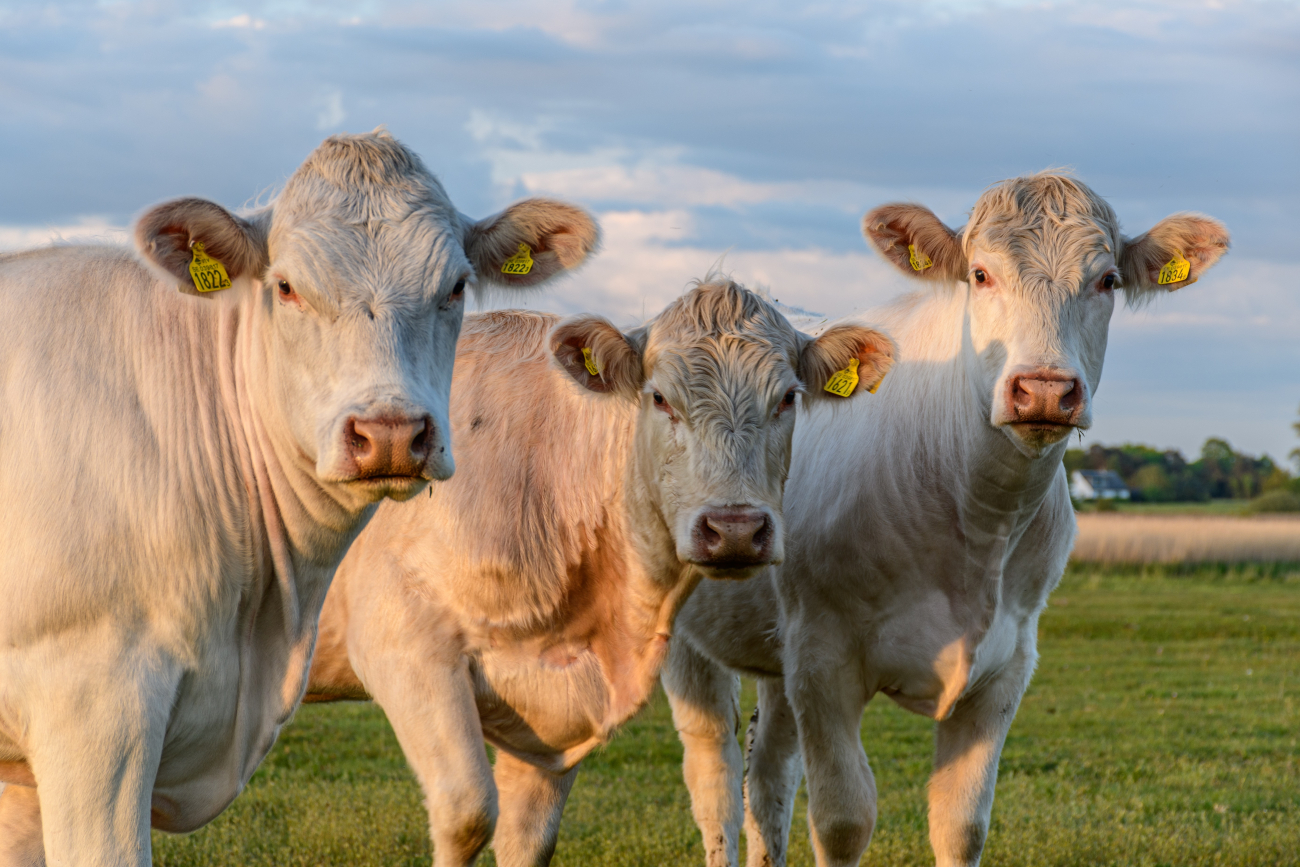 cattle cattle