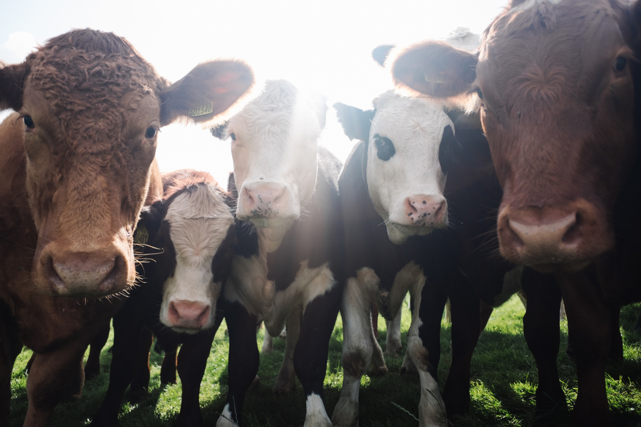 cattle