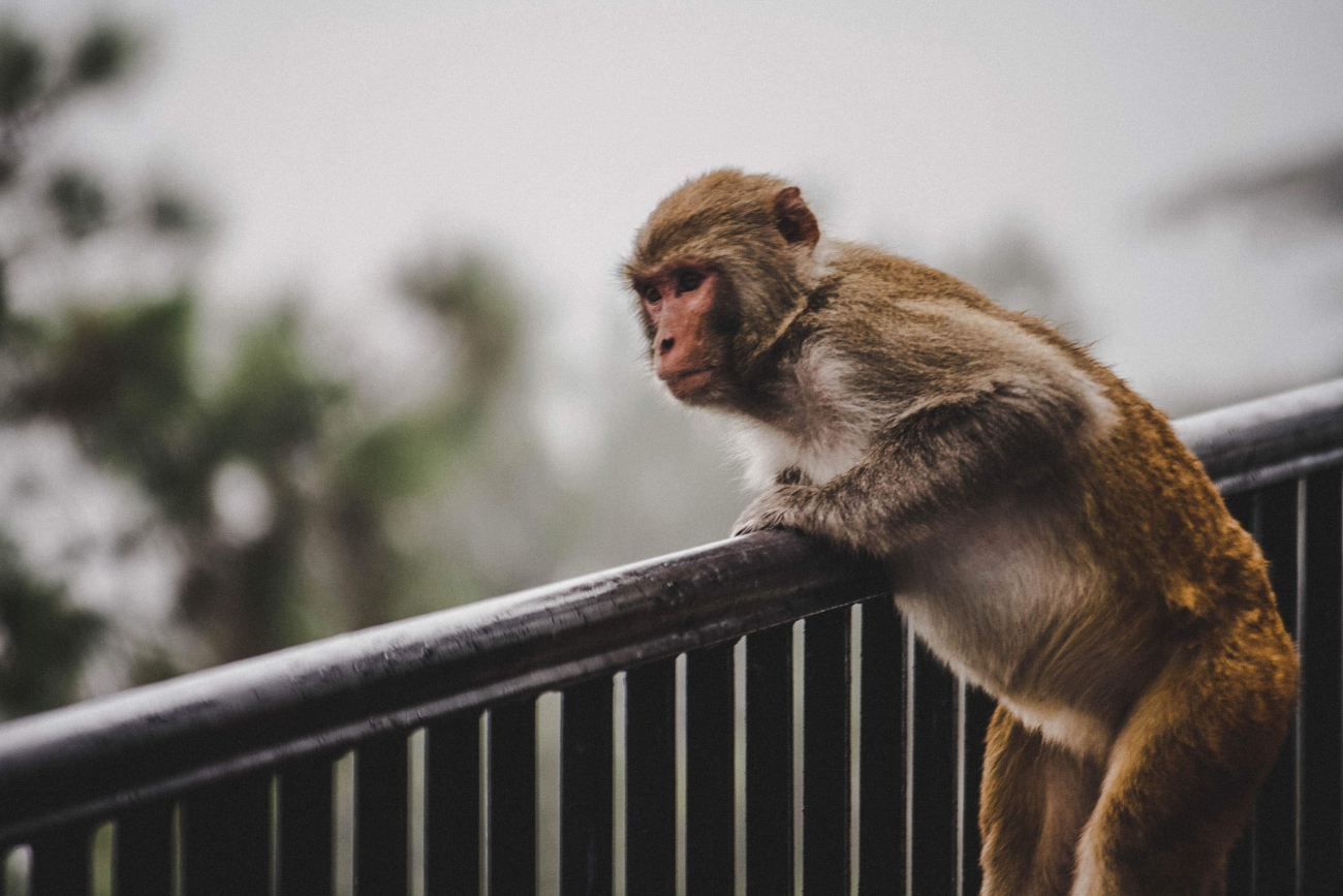 monkey monkey