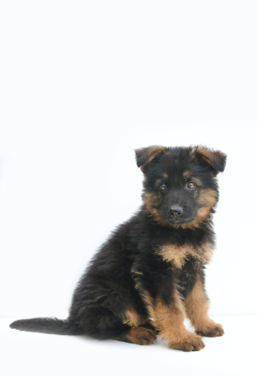 puppy puppy