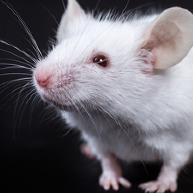 mouse