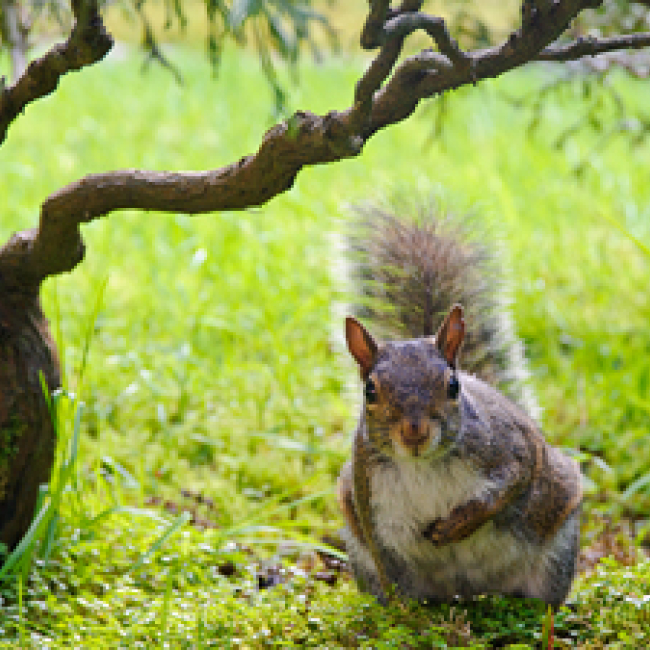 squirrel