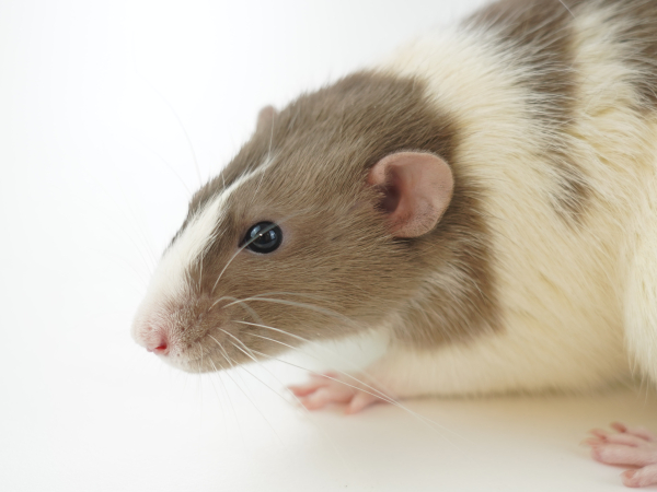 lab rat