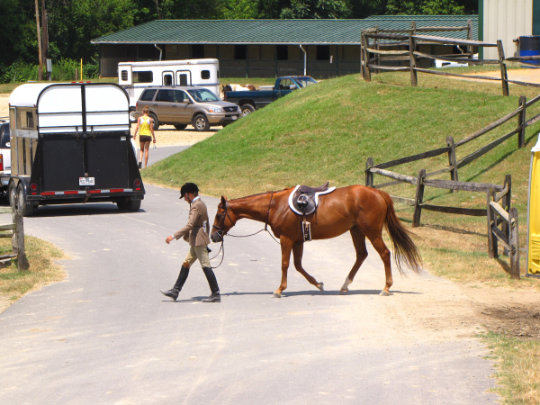 horse