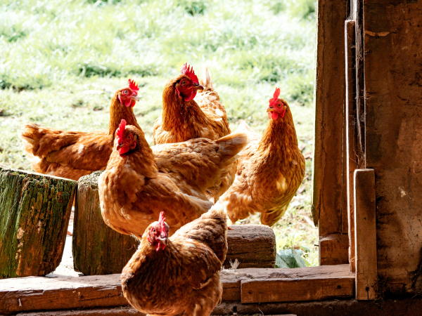 hens