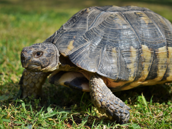 tortoise