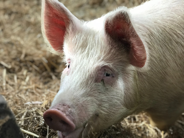 Pig