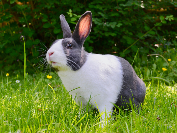 Rabbit