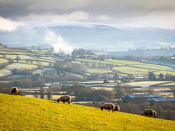 sheep