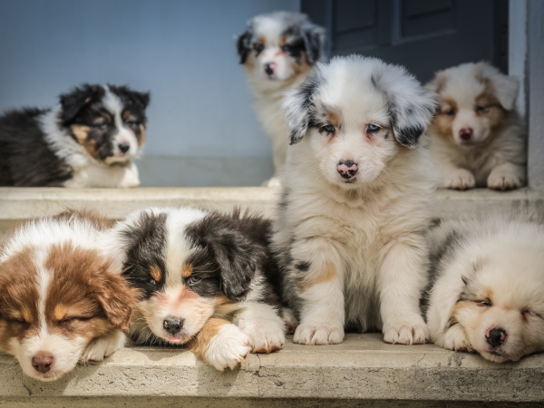puppies