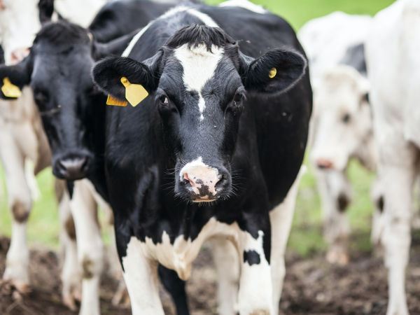 cattle