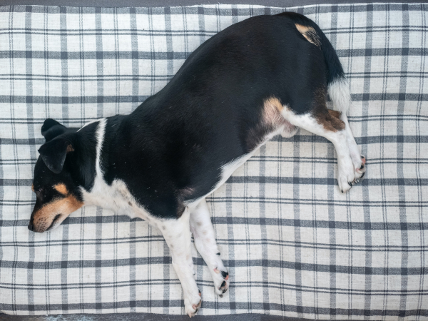 dog