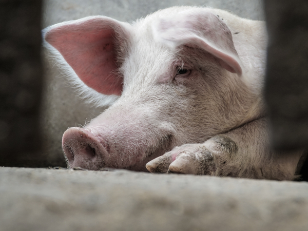 pig