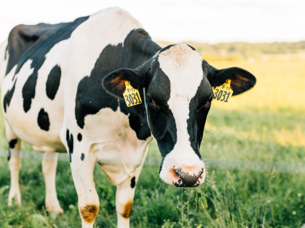 dairy cow