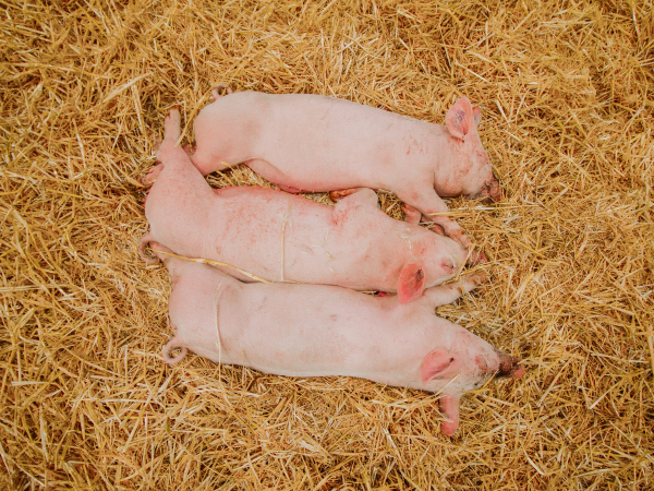Pigs