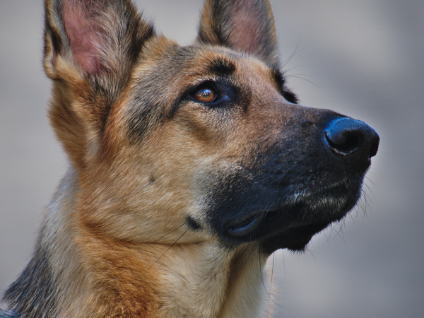 dog ears