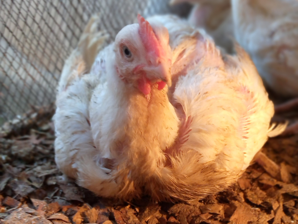 chicken