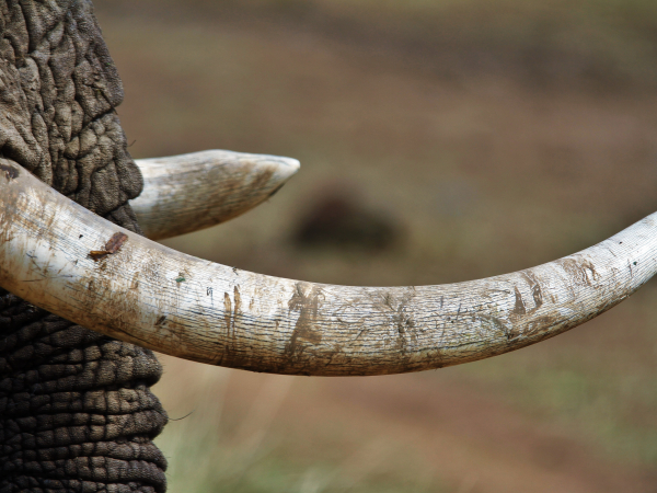 Ivory