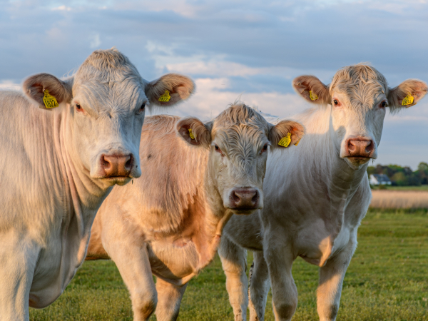 cattle