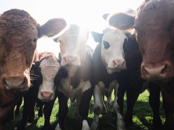 cattle