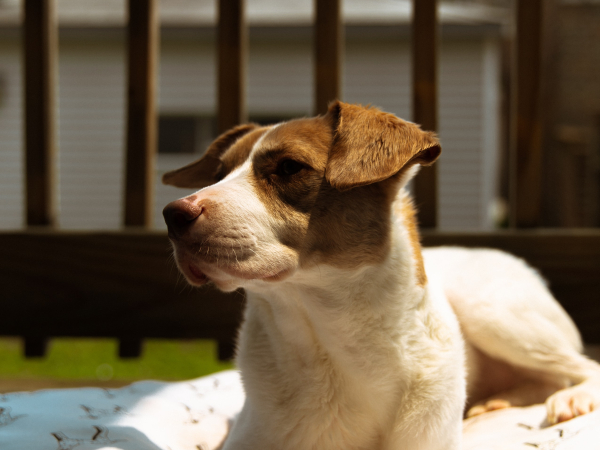 dog