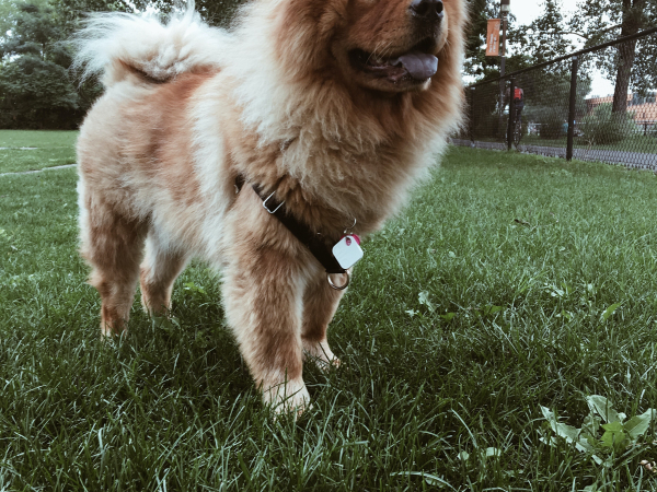 dog