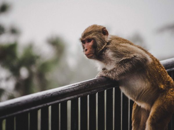 monkey