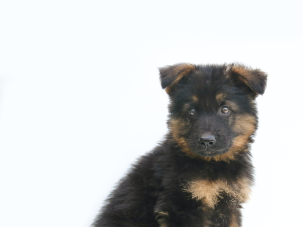 puppy