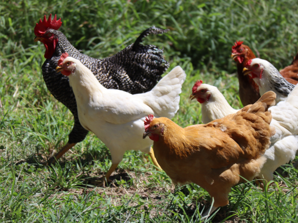 chickens